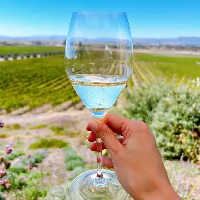 Un bicchiere di vino sorretto in un vigneto di Sonoma.